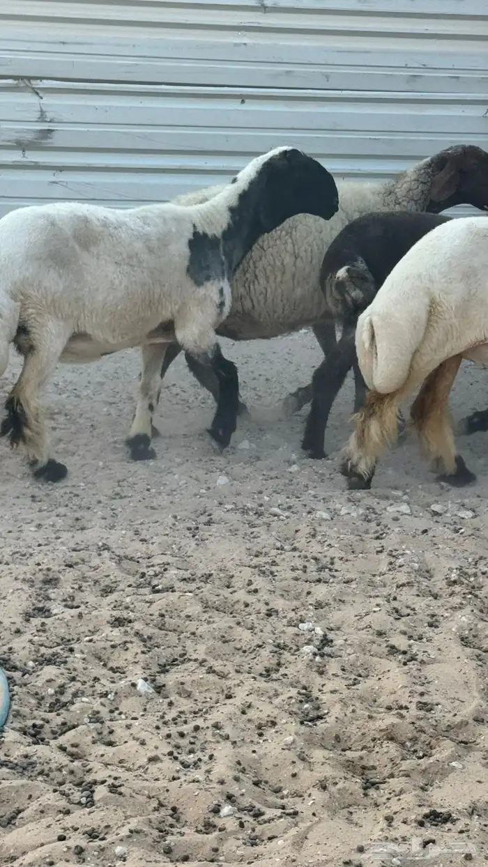 للبيع غنم نعيم صنف عدد 7 ثلاث منها دفيع شرط والباقي مقرعه 6