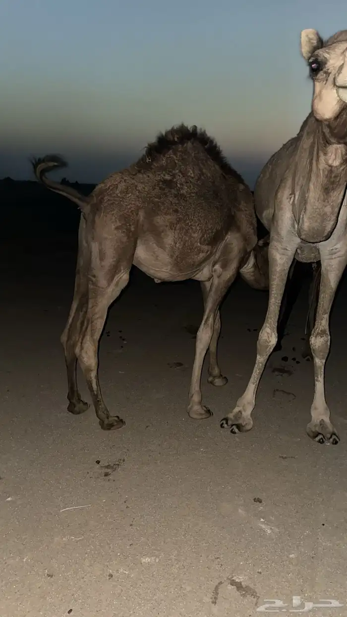 قعود للبيع 1