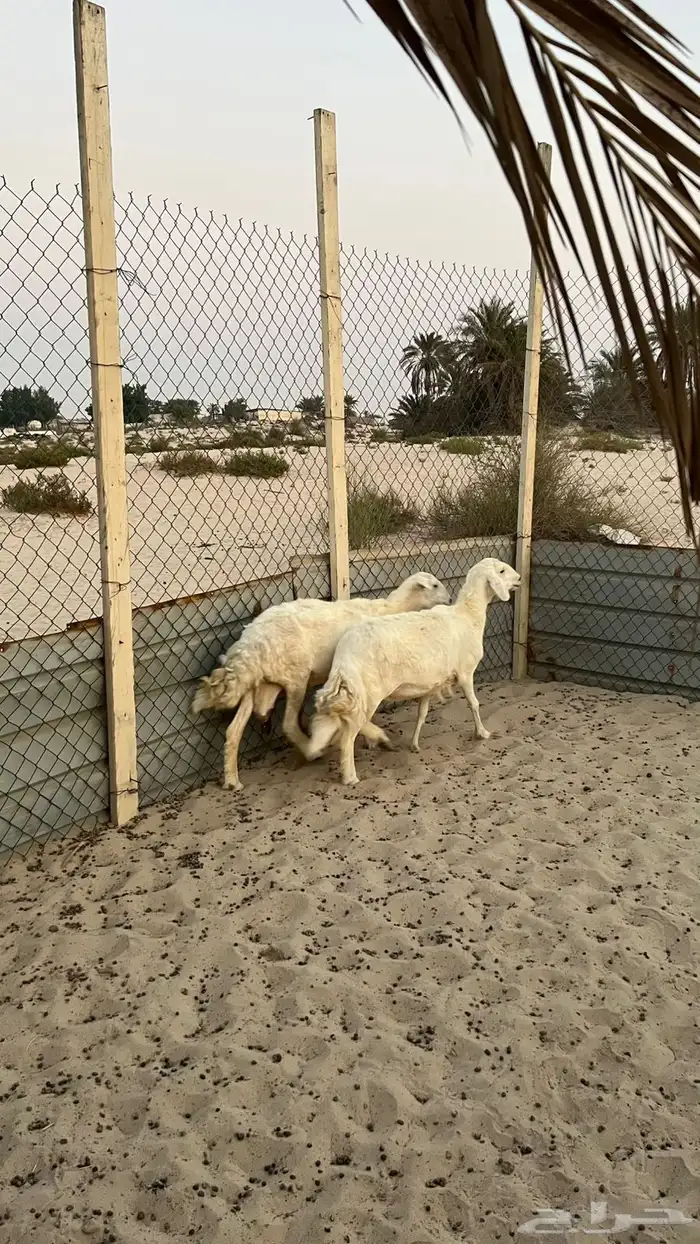 حريات 1