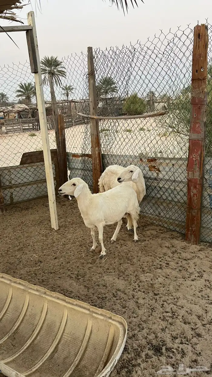 حريات 0