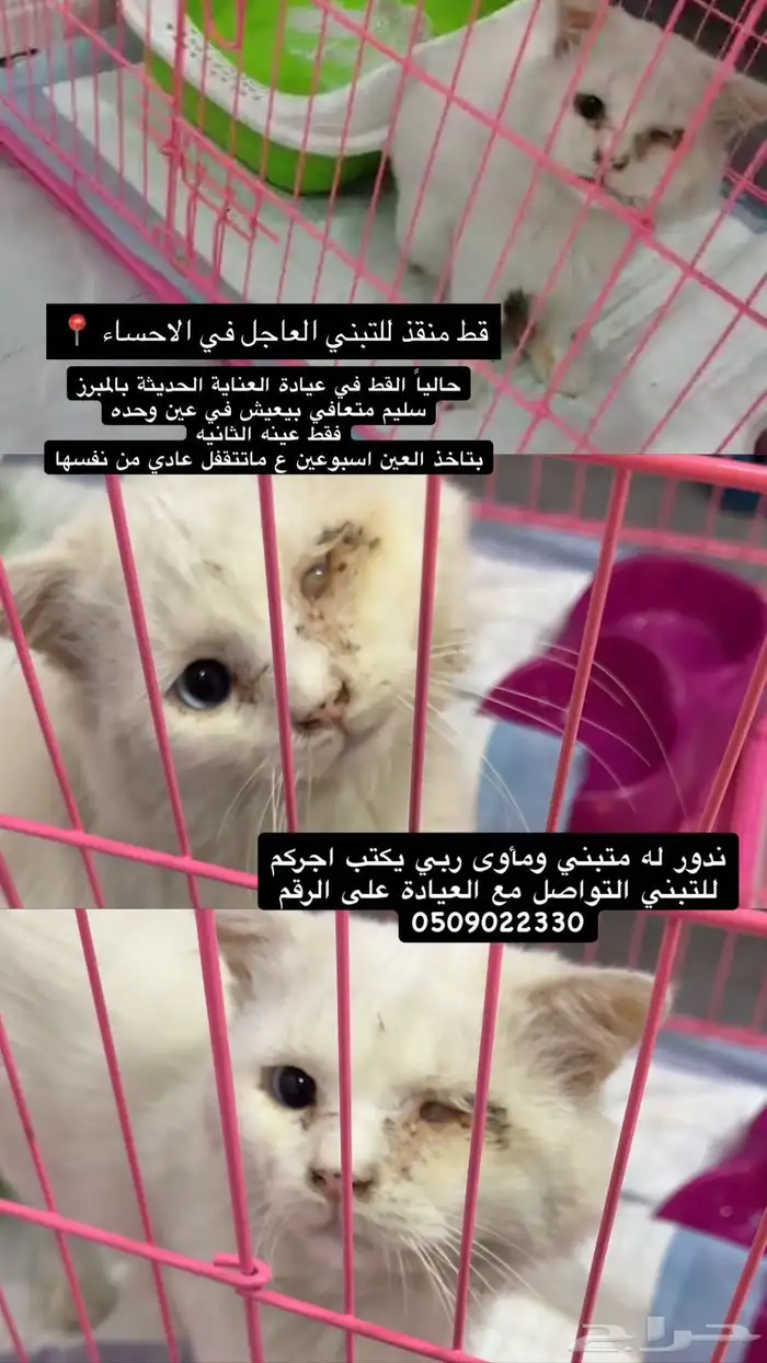 قط من قذ 0