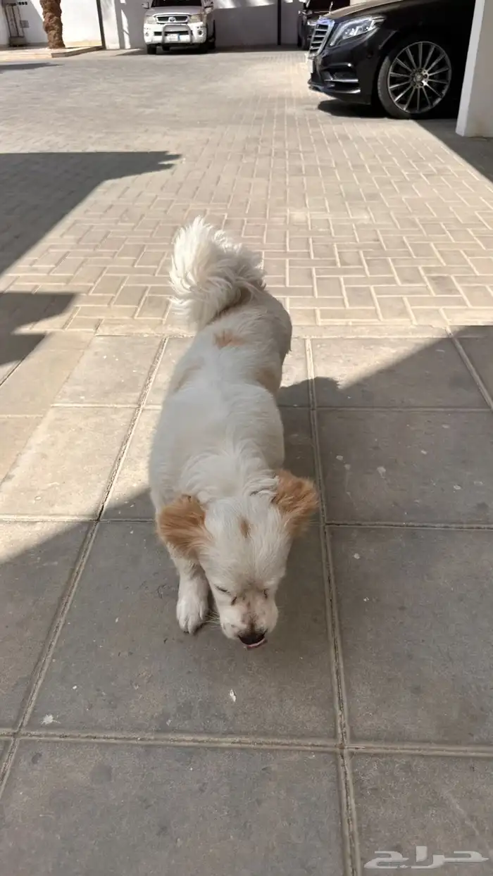 نقبل تبني جميع انواع الكلاب 2