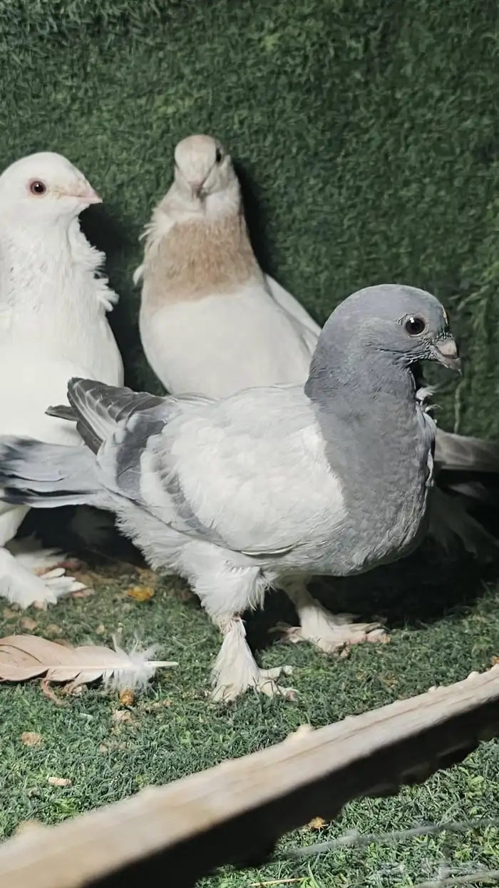 شمام شامي تب 3