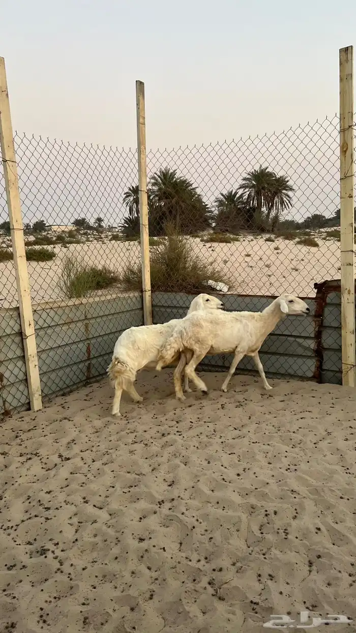 حريات 2