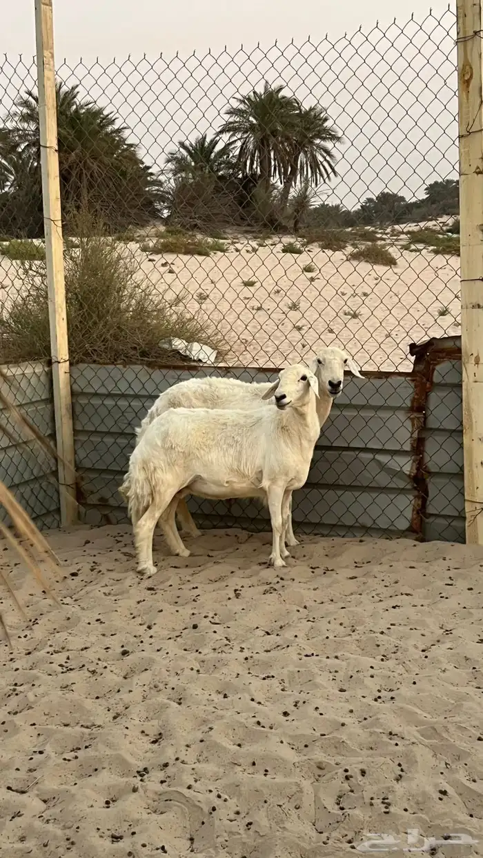 حريات 4
