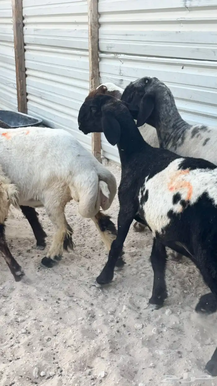 للبيع غنم نعيم صنف عدد 7 ثلاث منها دفيع شرط والباقي مقرعه 2