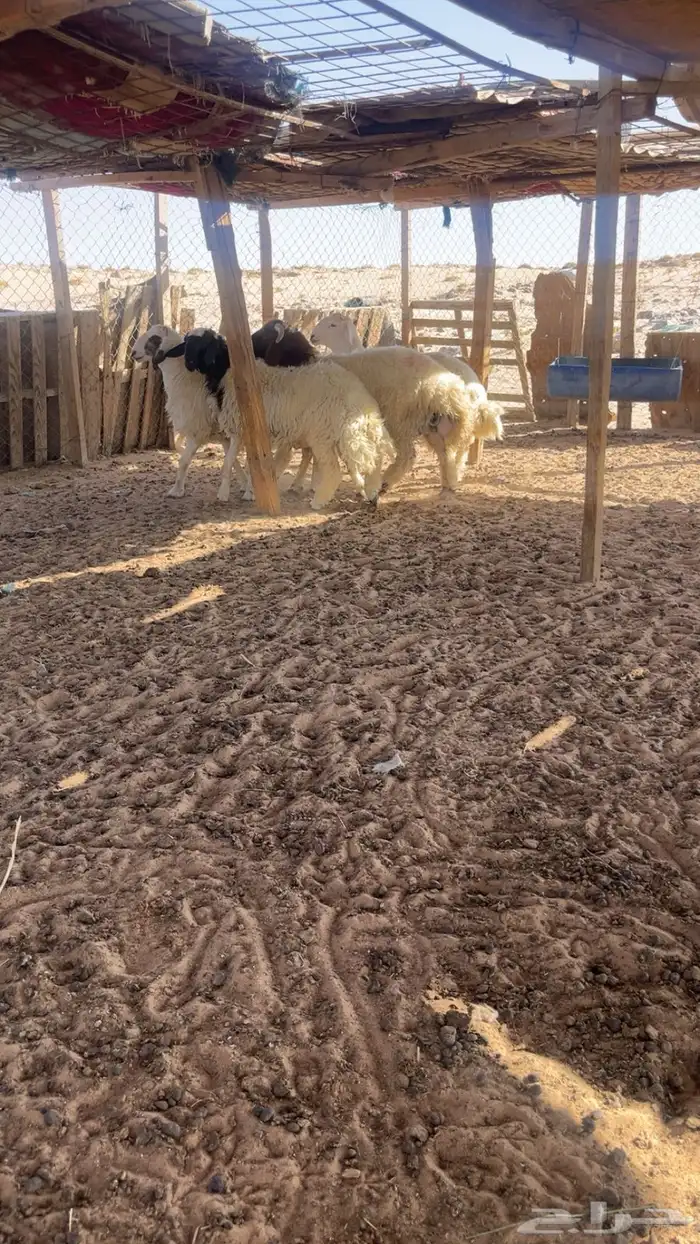 جذعان طليان نعيم و حري طيبة بإذن الله 5