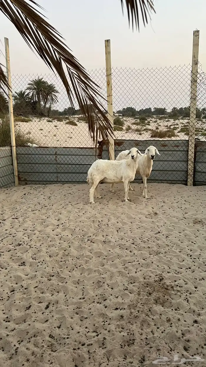 حريات 3