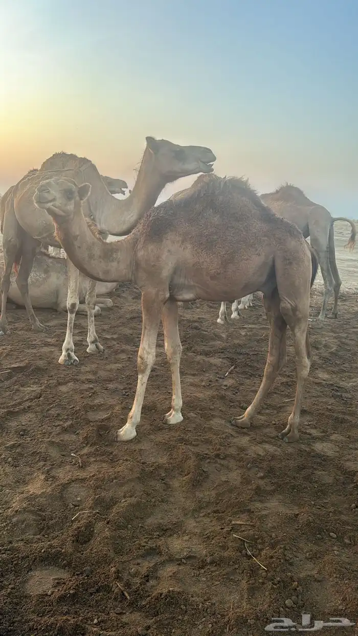 قعود للبيع 0