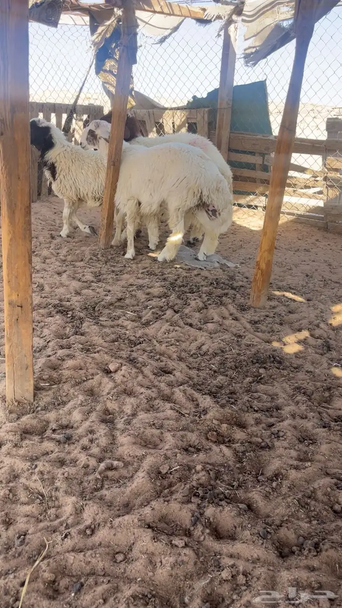 جذعان طليان نعيم و حري طيبة بإذن الله 2