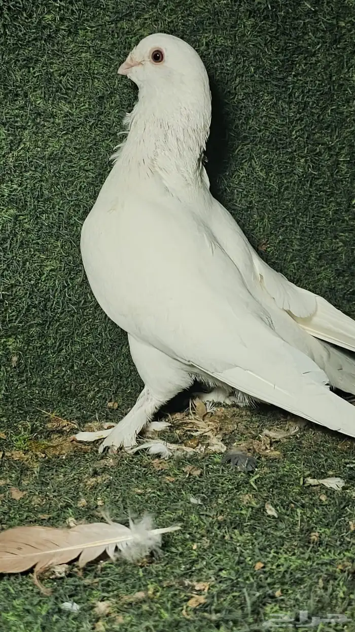 شمام شامي تب 1