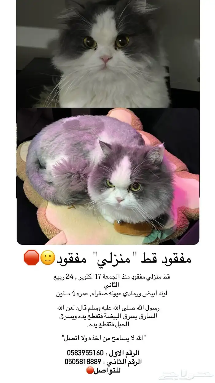 قط منزلي مفقود (حي الطبيشي) 0