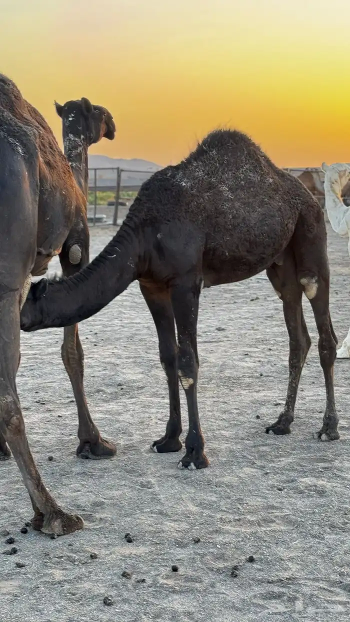 للبيع حشو طيبه على الحليب شرط العدد6 9