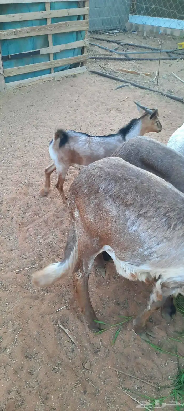 الرياض -المزاحمية - المشاعلة غرب المزاحمية 6