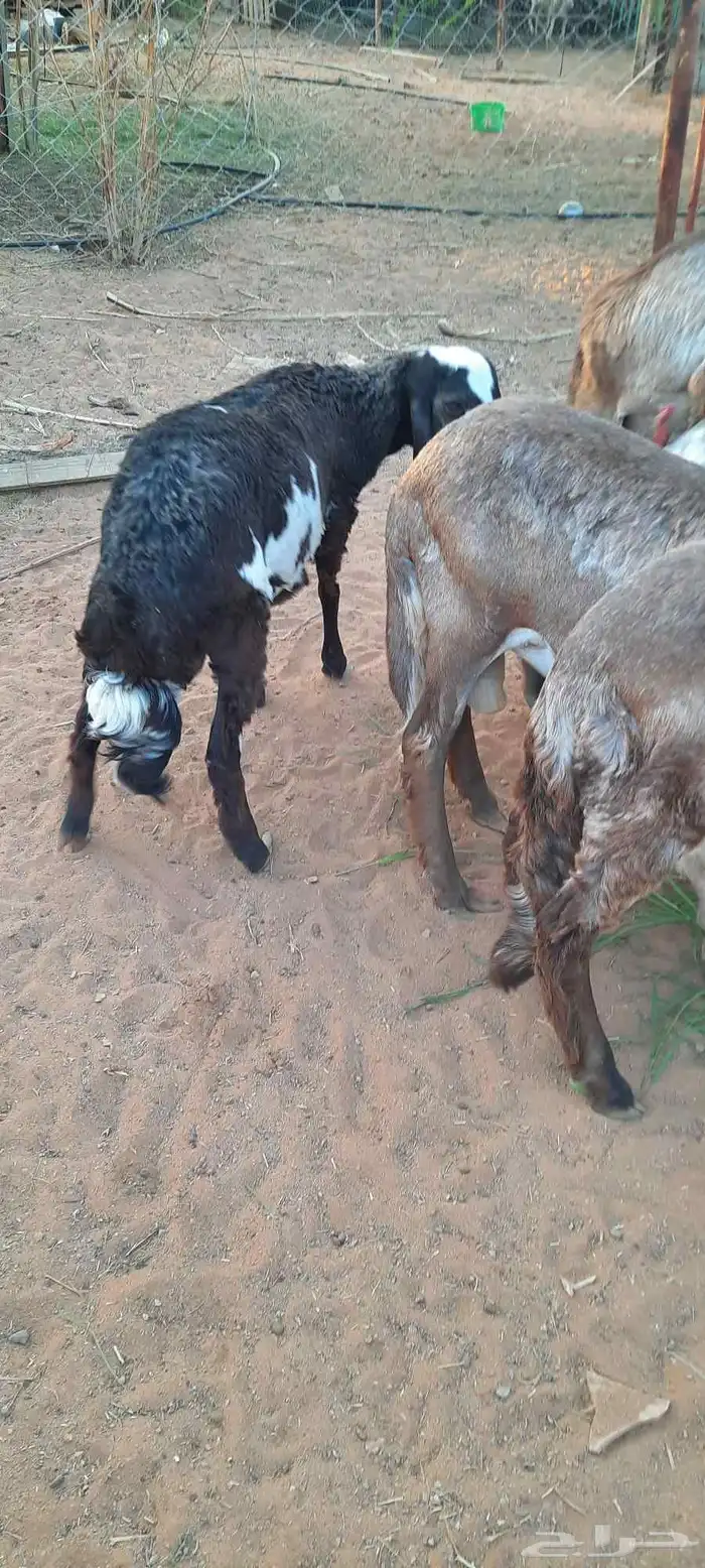 الرياض -المزاحمية - المشاعلة غرب المزاحمية 3