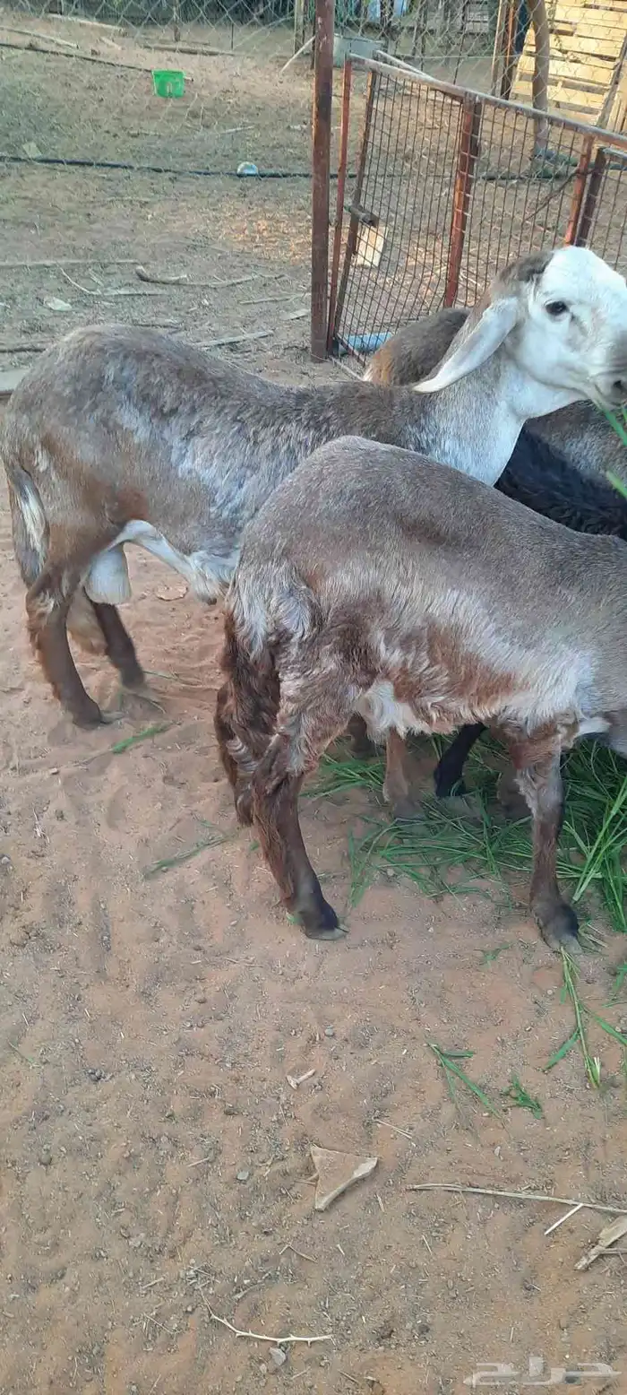 الرياض -المزاحمية - المشاعلة غرب المزاحمية 5