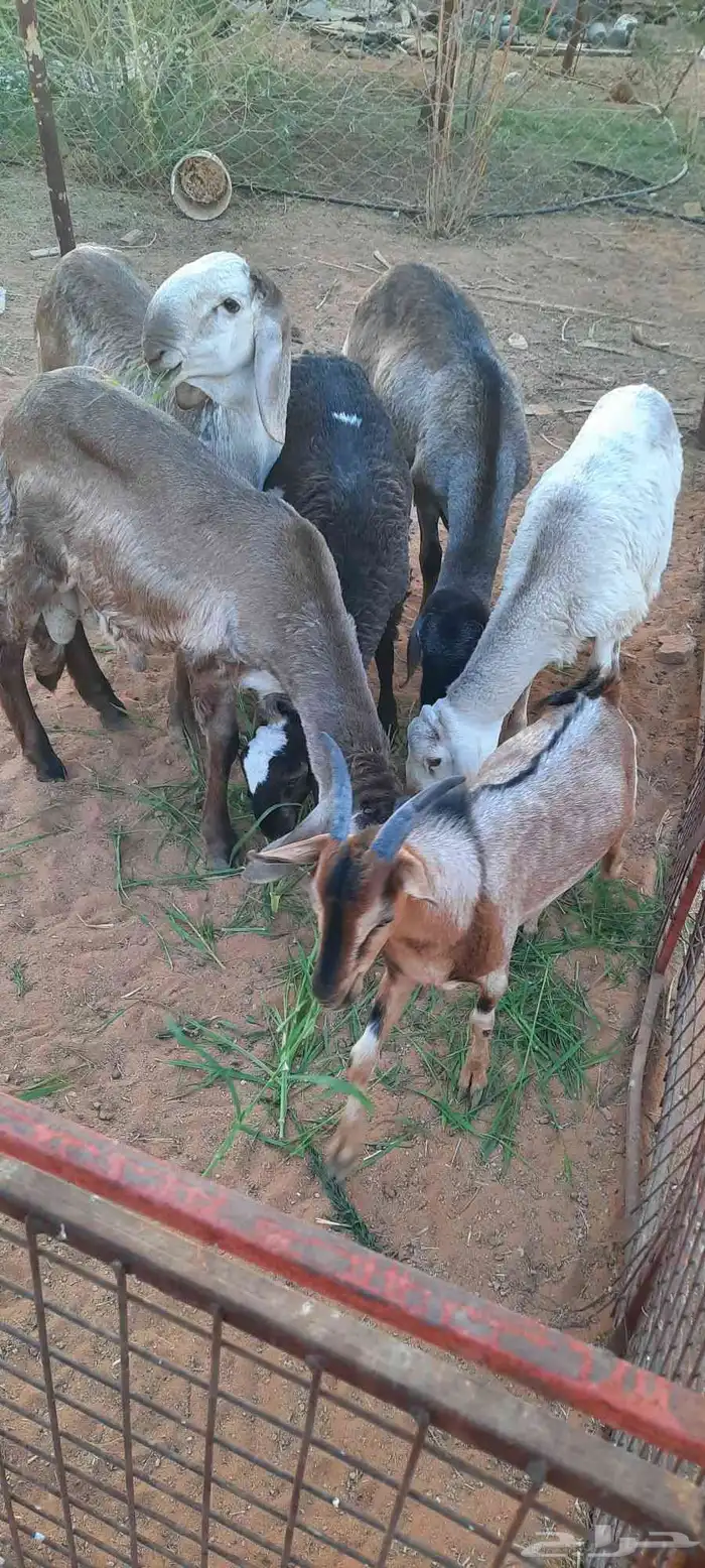 الرياض -المزاحمية - المشاعلة غرب المزاحمية 0