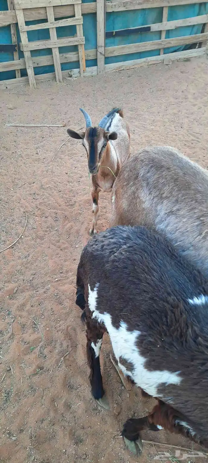 الرياض -المزاحمية - المشاعلة غرب المزاحمية 7