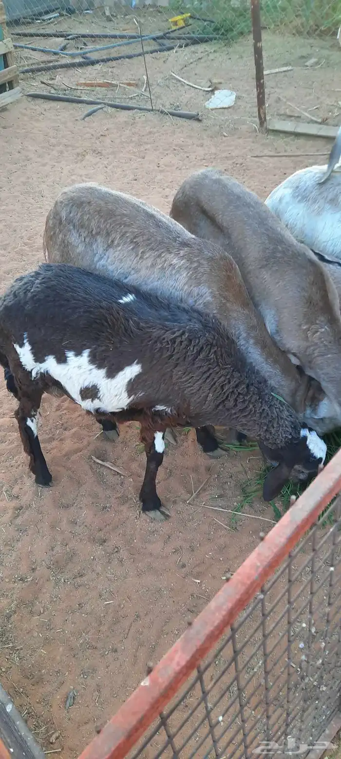 الرياض -المزاحمية - المشاعلة غرب المزاحمية 4