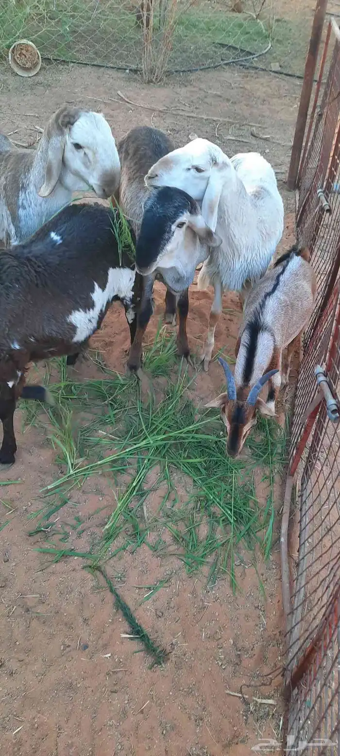 الرياض -المزاحمية - المشاعلة غرب المزاحمية 1