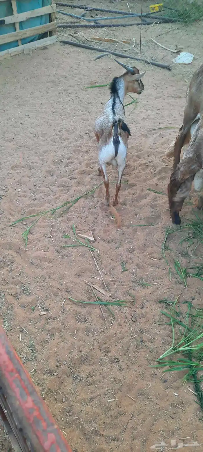 الرياض -المزاحمية - المشاعلة غرب المزاحمية 2