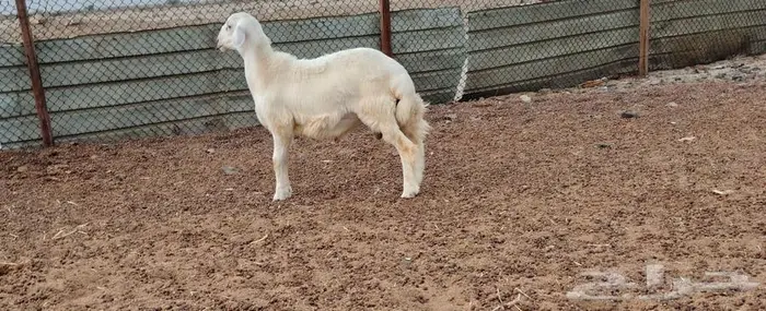 طلي حري ذبيحه تميمه 2