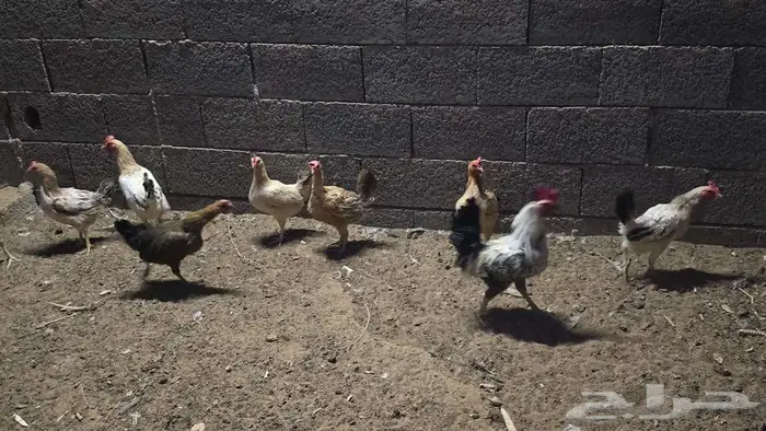 للبيع دجاج بلدي 2