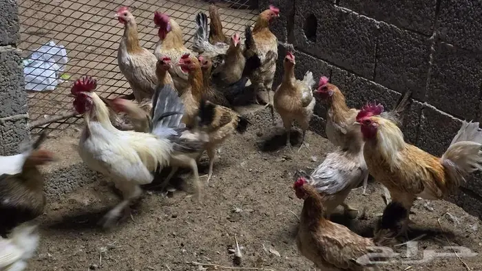 للبيع دجاج بلدي 0