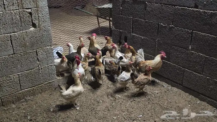 للبيع دجاج بلدي 1