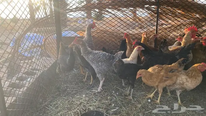 دجاج بلدي وتركي للبيع 3