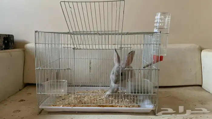 أرنب بيت 0