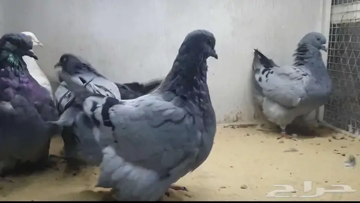 طبات فرش الوان مختلفه 1