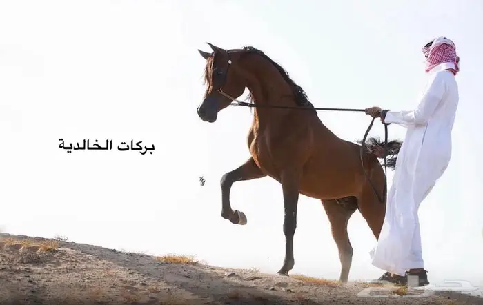 مهره مكس كوالتي فخم 2