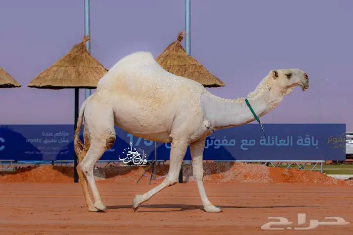 لوحة ناقه هجن 3