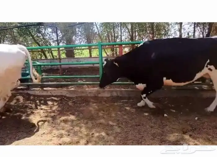 عجول هولندي للبيع 1