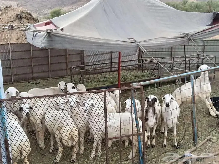 الباحة معشوقة 3