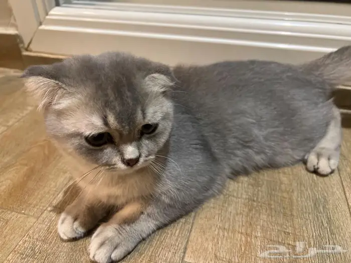 قطوه سكوتش فولد 0
