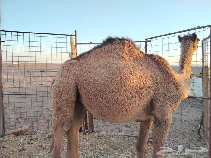 بكره عدله و سمينه للبيع 2