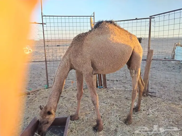 بكره عدله و سمينه للبيع 5