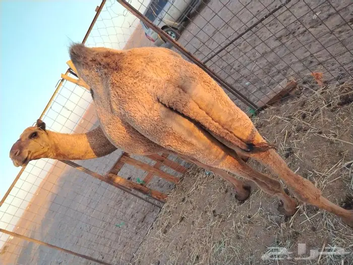 بكره عدله و سمينه للبيع 3