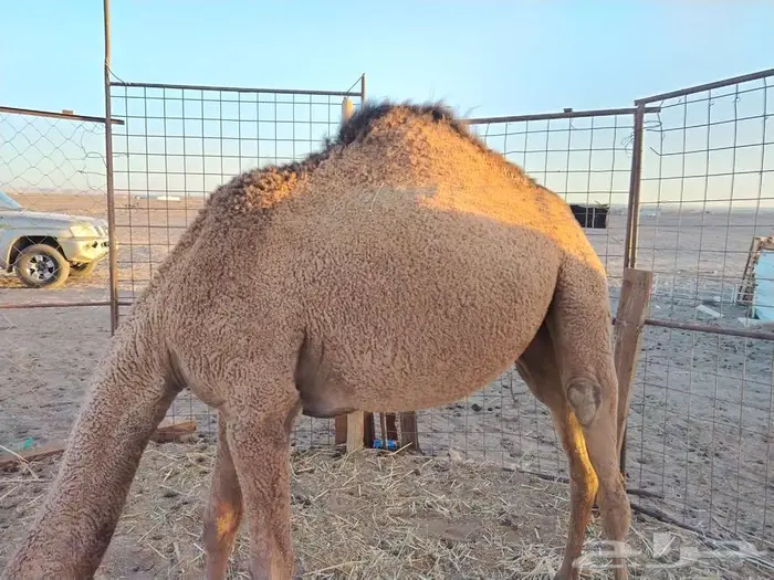 بكره عدله و سمينه للبيع 1