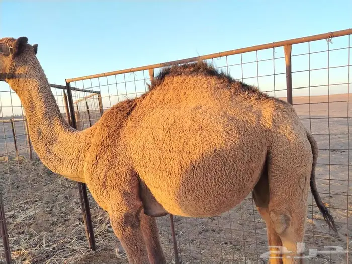بكره عدله و سمينه للبيع 7