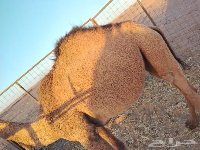 بكره عدله و سمينه للبيع 4