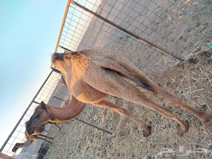 بكره عدله و سمينه للبيع 11