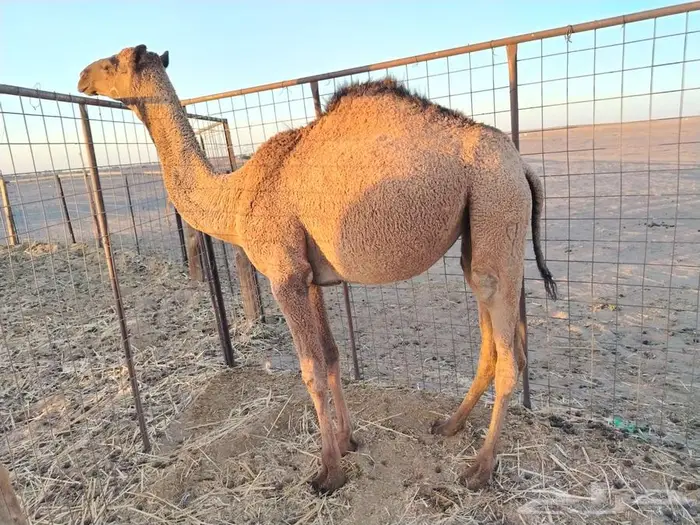 بكره عدله و سمينه للبيع 8