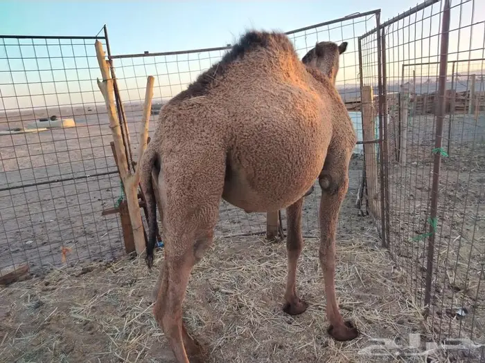 بكره عدله و سمينه للبيع 0