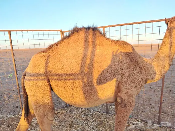 بكره عدله و سمينه للبيع 16