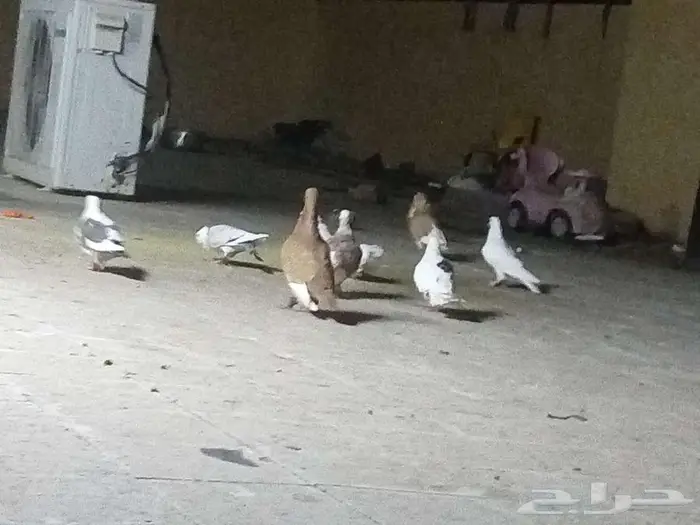 طيور للبيع عالسوم 4