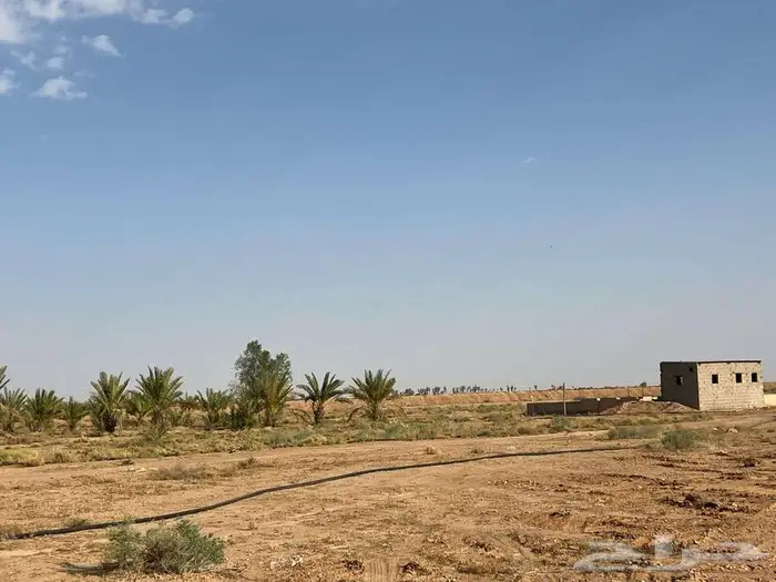 مزرعة للبيع بحائل بالودي مساحة 50.000 الف متر 3