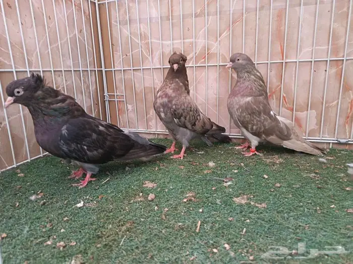 جوز بإنتاجه 1